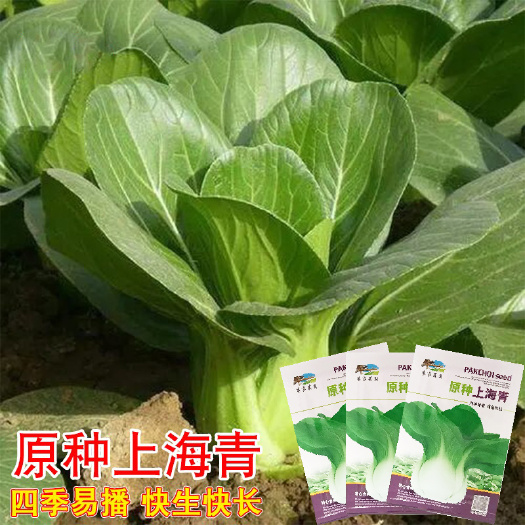 原种上海青种子蔬菜种籽鸡毛菜青菜小白菜四季易种农家菜园蔬菜子