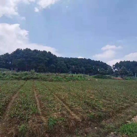 重庆市重庆西山坪成立了合作社，林地10亩，耕地47.5亩，猪场80
