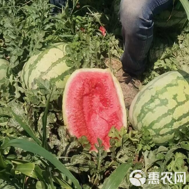 宁夏硒砂瓜  石头瓜 中卫硒砂瓜 质量好 石缝瓜 包售后