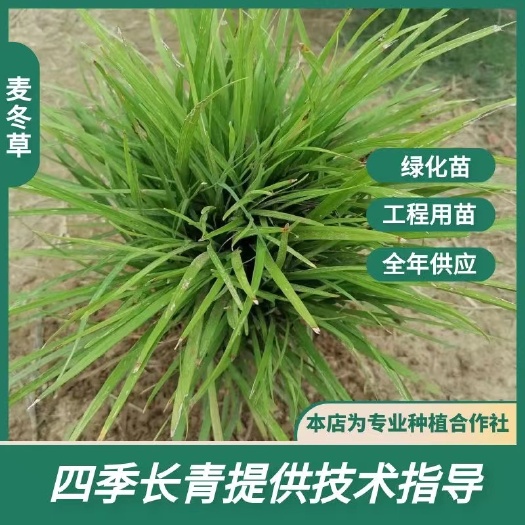麦冬草  精选麦冬苗，四季长青，工程绿化苗，四季有苗，长年供