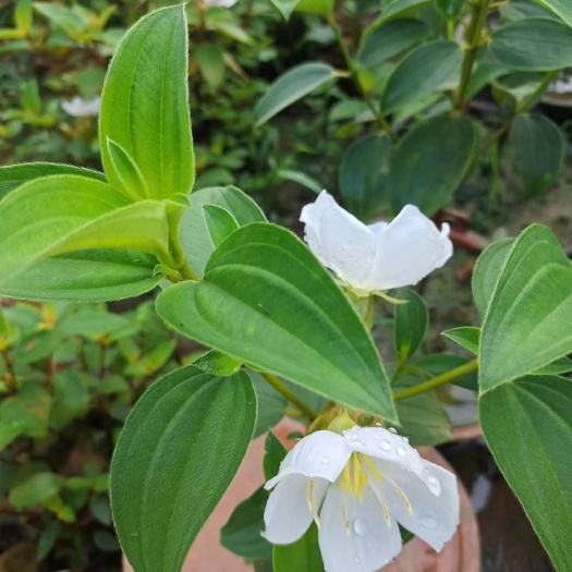 上思县珍稀草药——白花牡丹苗