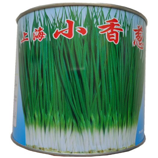 济南小香葱种子分蘖型四季小葱种子高产小葱籽春秋大田小分葱种子香味