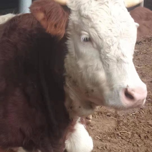 巴彦县肉牛基地现售大小西门塔尔小牛