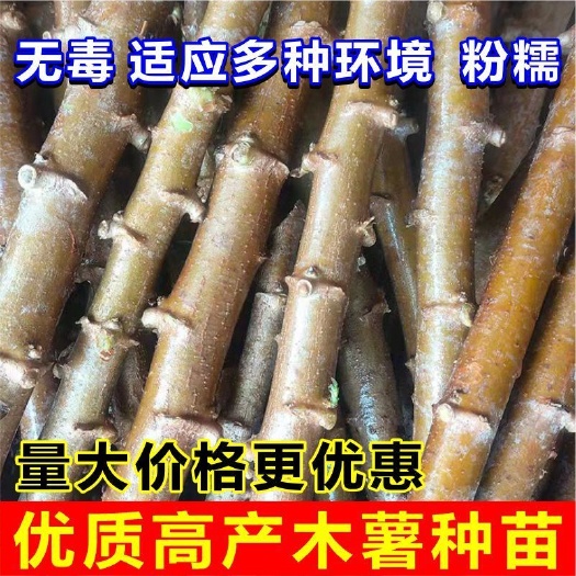 北流市广西黄肉木薯种苗木薯梗红皮白肉面包木薯种苗大量批发