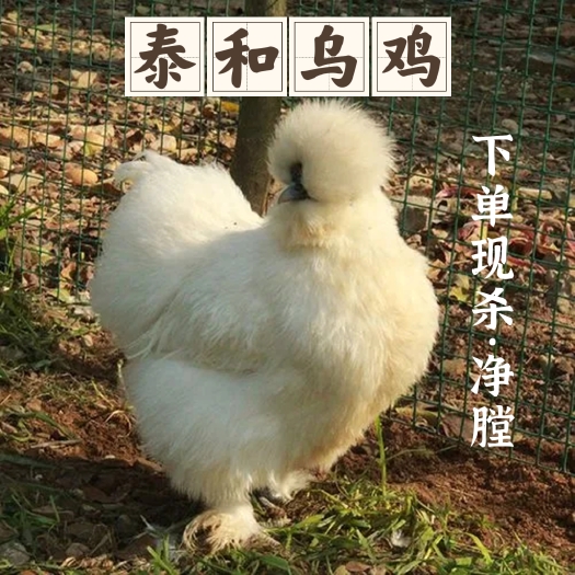江西散养泰和乌鸡，甄选一年以上白凤羽乌鸡