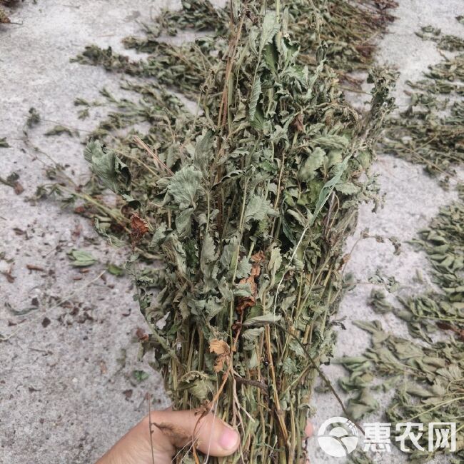 中药材仙鹤草 龙芽草 脱力草 狼牙草 草龙牙包邮晒干原生