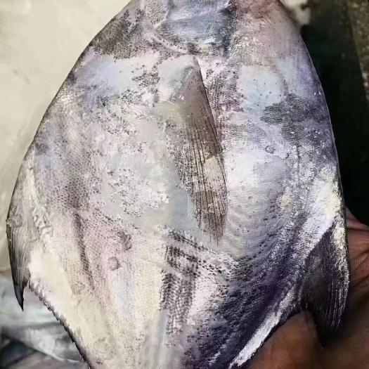 东山县鳞网白鲳鱼