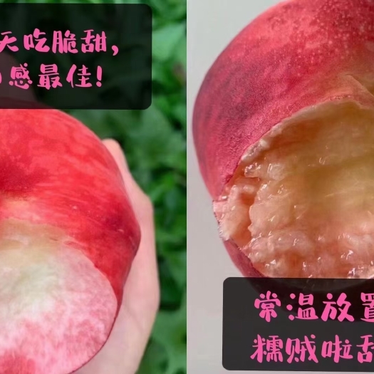 北京绿化九号桃子