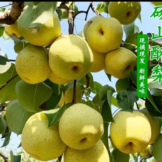 砀山县砀山酥梨，新鲜采摘，口感酥脆