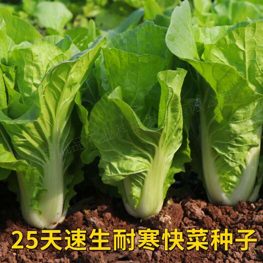 胶州市耐寒快菜种籽25天速生厂家原装小白菜种春秋冬季蔬菜阳台种植种