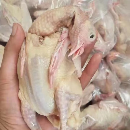 晋州市原粮乳鸽 白条乳鸽 老鸽子厂家直销一手货源，供应电商，烧烤店