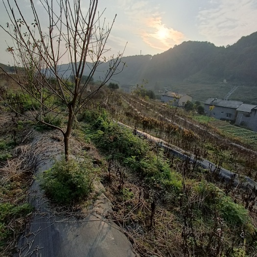 重庆市巴南区200亩桃园寻求托管合同与村上签订