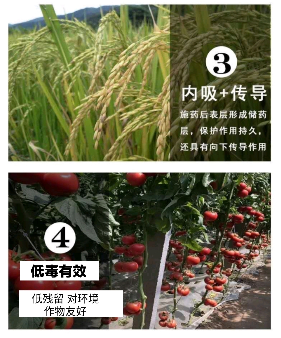甲霜恶霉灵  30%甲霜灵噁霉灵农药立枯根腐病枯萎病青枯病死