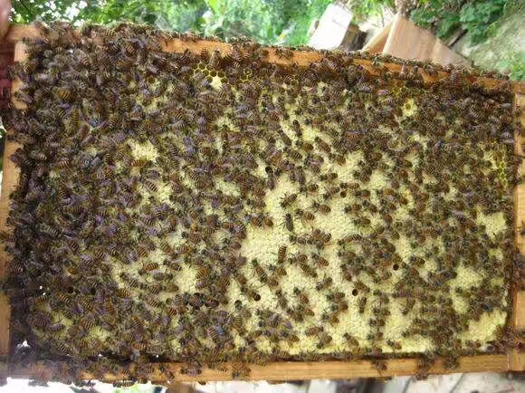 蜜蜂    中蜂 土蜂