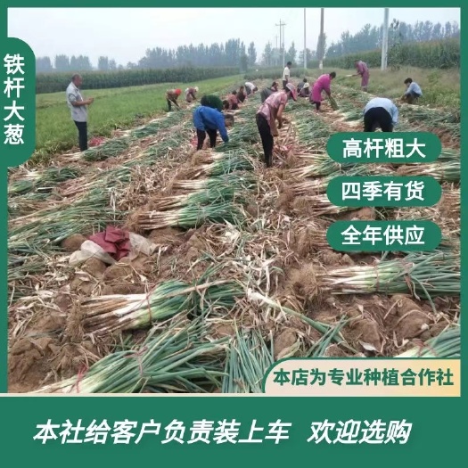 曹县铁杆大葱  优质大葱