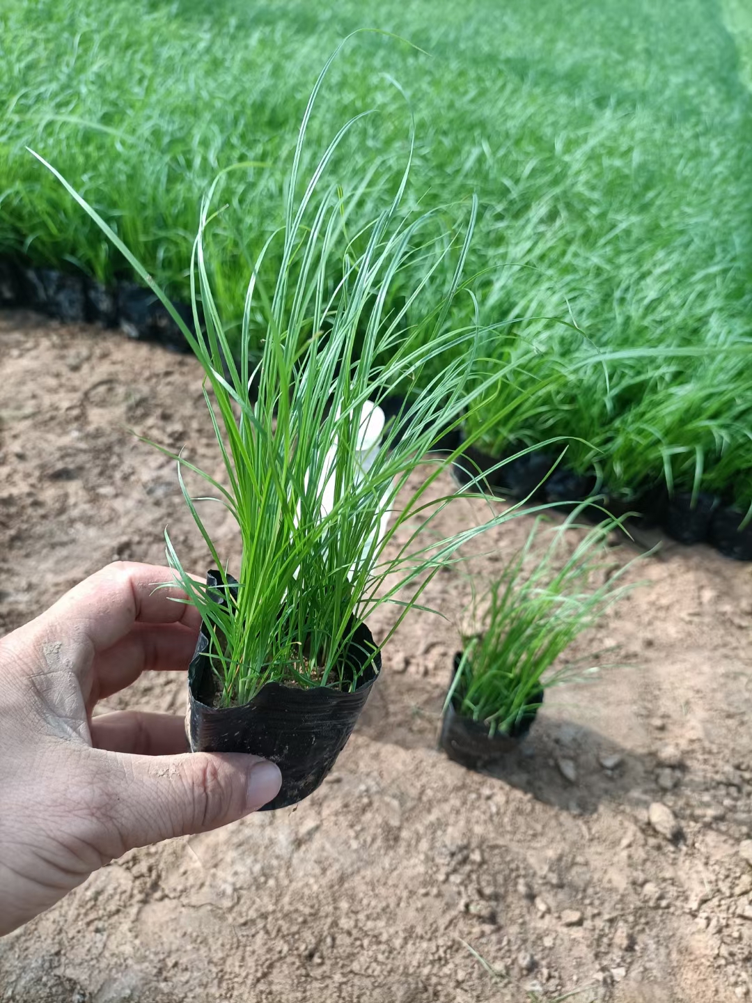 青绿苔草