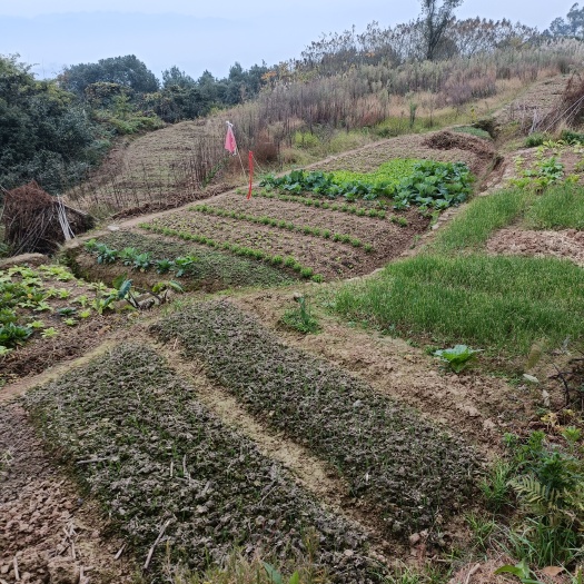 重庆市重庆北碚西山坪151亩种植用地，内涵5亩鱼塘，2栋管理用房