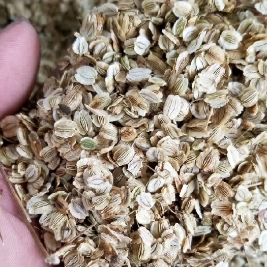 亳州二年白芷种子，干净无杂质