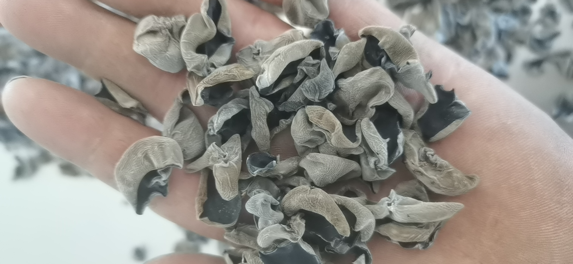 吉林汪清黑木耳