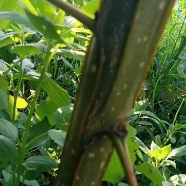 淮滨县优质无絮杨树苗，种条，种段。