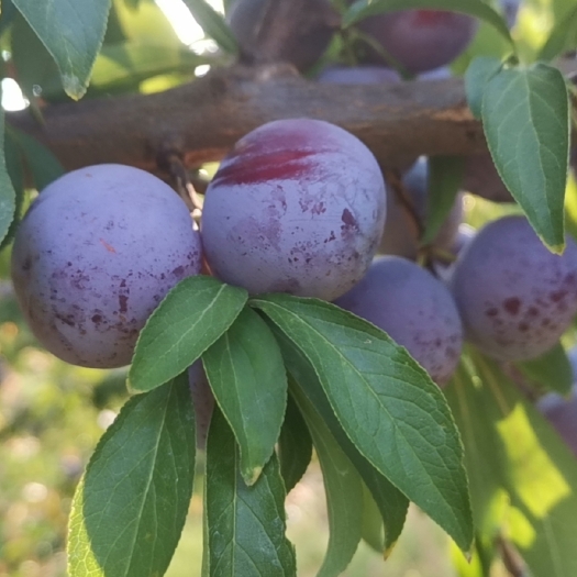 苍溪县脆红李，，个大味甜