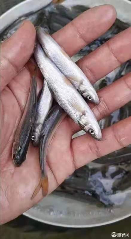 银雪鱼苗   【银鳕鱼苗】淡水养殖，免费检测水质鱼塘规划鱼苗