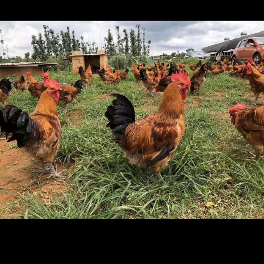 兴义市快大铁脚麻鸡苗