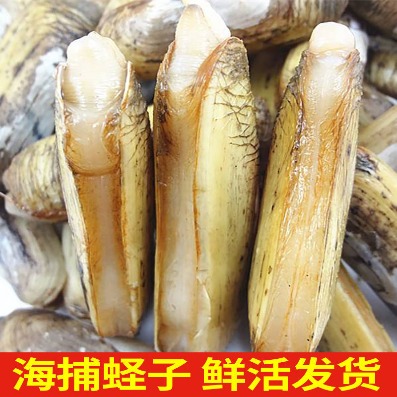 连云港【鲜活到家】新鲜带壳无沙大海蛏子现捞现发肥嫩营养丰富捞汁批发