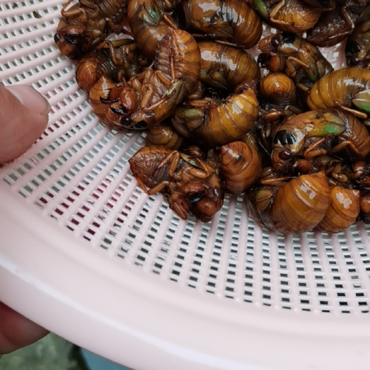 天门市金蝉