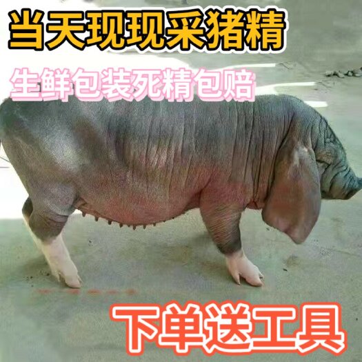 南安市猪精液大白长白杜洛克巴克夏太湖黑金刚皮特兰苏太梅山陆川猪精