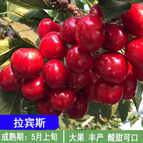 大樱桃苗，车厘子苗，红灯笼苗，基地直发品种保证正品，保湿发货