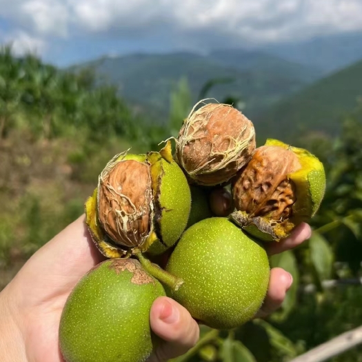盐源县新鲜核桃，干核桃