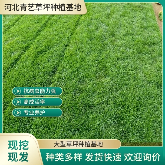 石家庄冷季型草坪