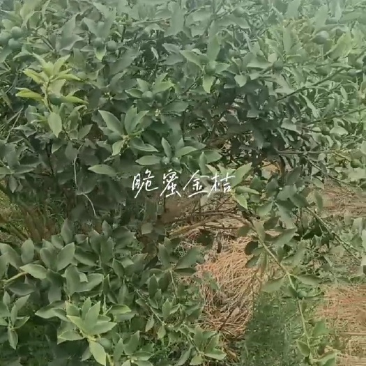 象州县融安脆蜜金桔