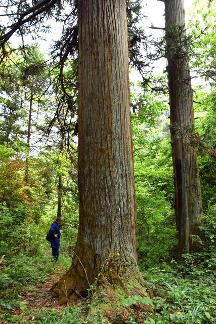 靖州县80年造林40多年的优质杉木出售 已办好砍伐证 马上就可以砍