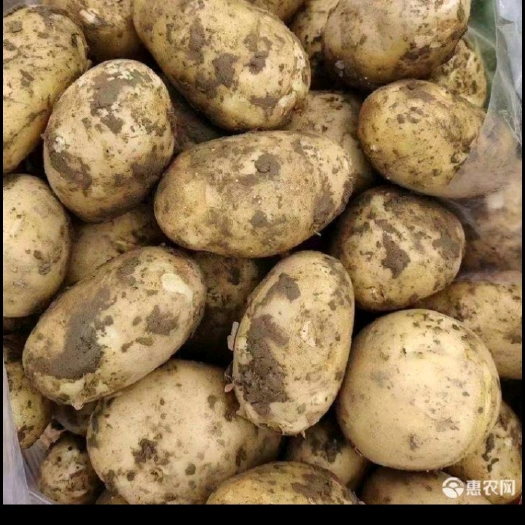 汾阳市晋薯16号土豆