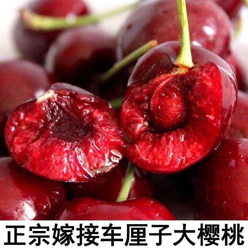 大樱桃苗，车厘子苗，红灯笼苗，基地直发品种保证正品，保湿发货
