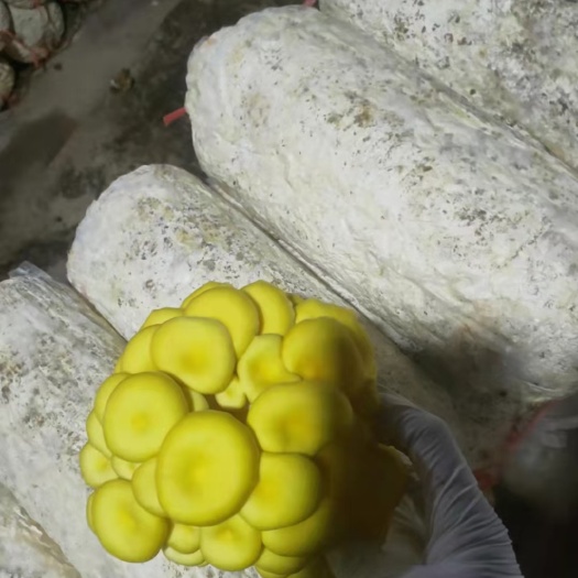 平菇榆黄蘑出菇菌包