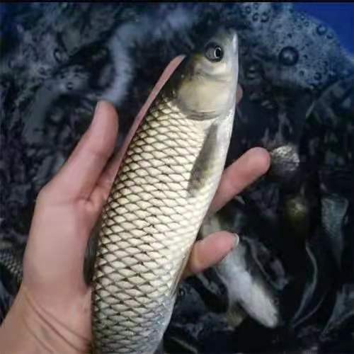 热【草鱼苗】草鱼苗抗病能力强,全国各地免费送货上门,
