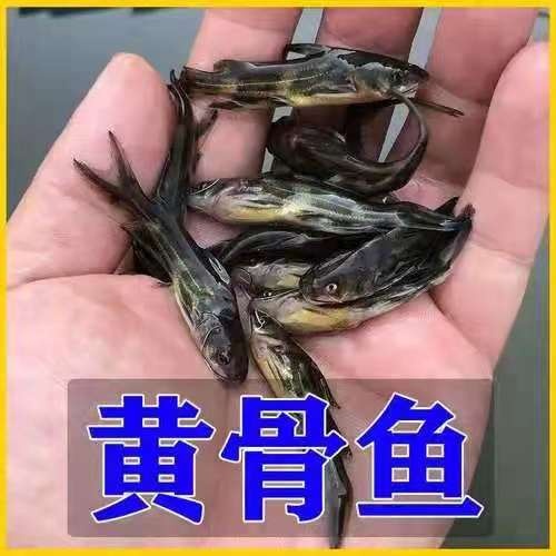 广汉市黄骨鱼苗   【鱼苗黄桑鱼苗】场地直供，全国各地免费送货上门