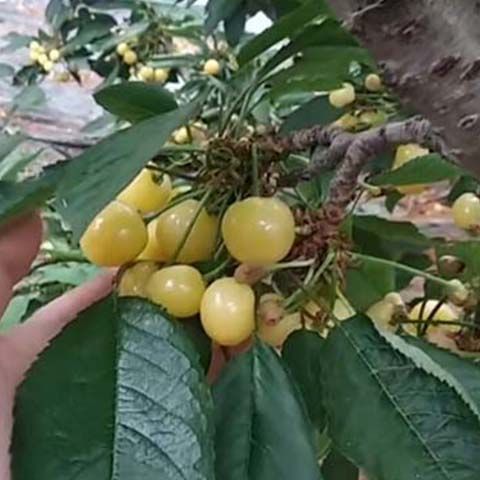 大樱桃苗，车厘子苗，红灯笼苗，基地直发品种保证正品，保湿发货
