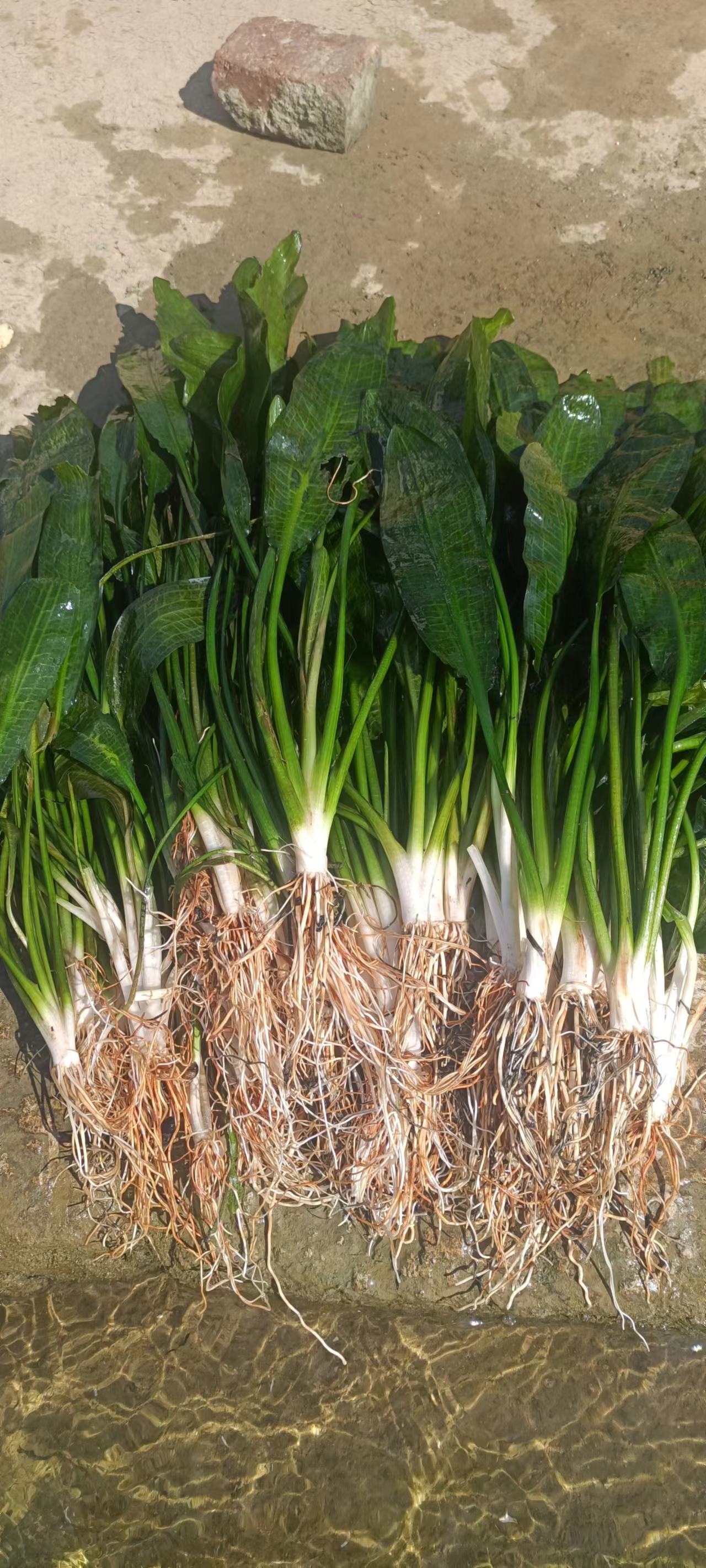 柳州水生植物海菜花