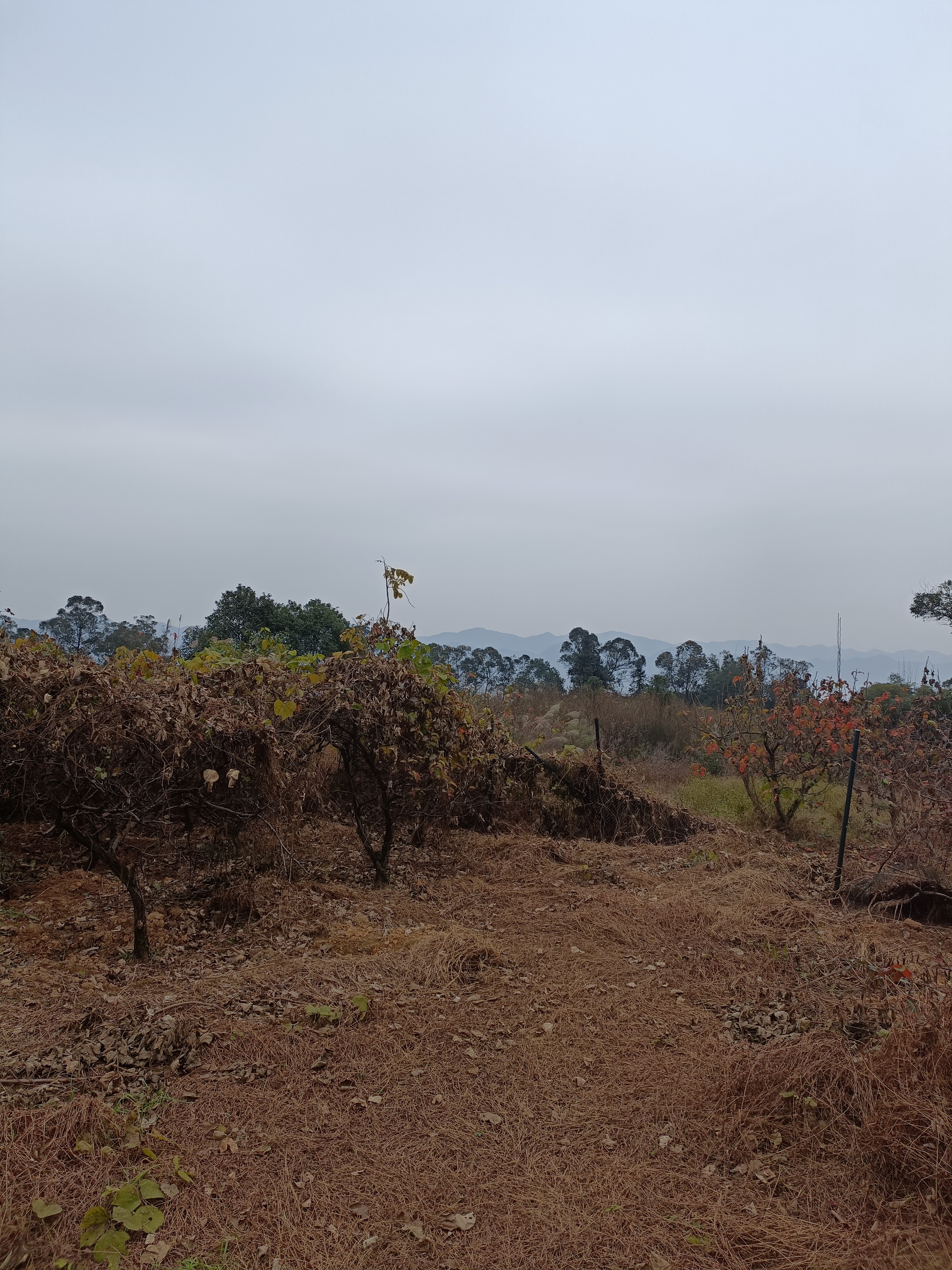 重庆北碚区西山坪101亩蔬菜，瓜果用地