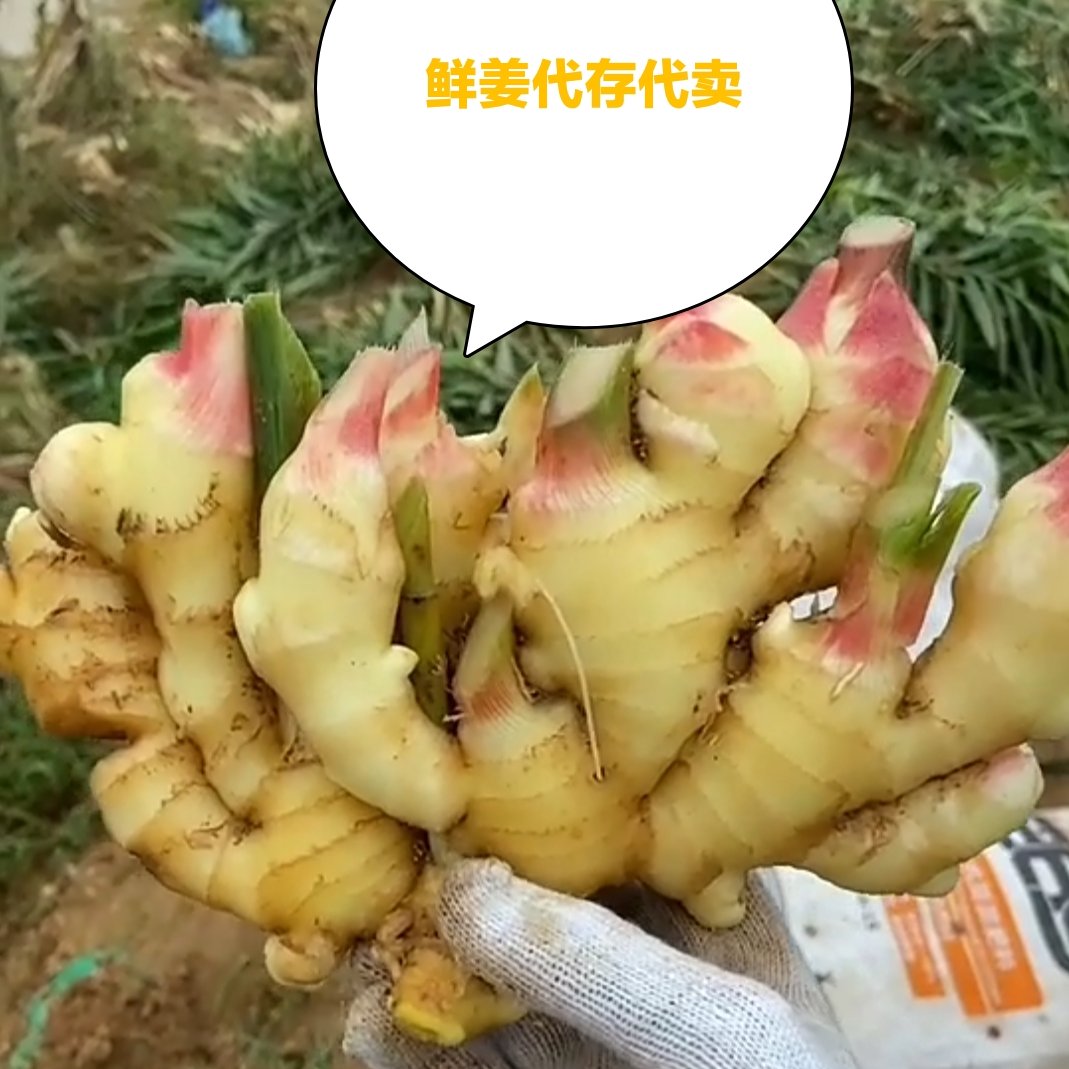山东鲜姜实力代收代存代管理代卖代发全国~代办所有生姜业务~