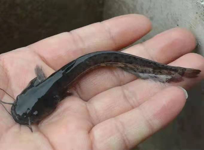 泸州大口鲶鱼苗   【大口鲢鱼苗】免费检测水质鱼塘规划鱼苗搭配及