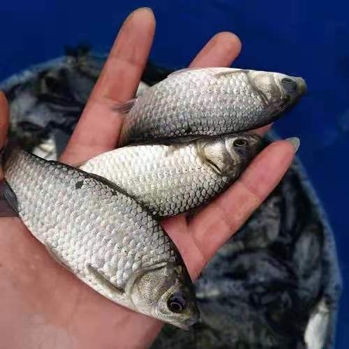 秀山中科5号鲫鱼苗   【中科5号鲫鱼苗】提供专业养殖技术及售后