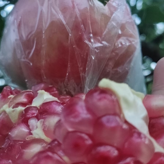 蒙自市云南蒙自甜石榴
