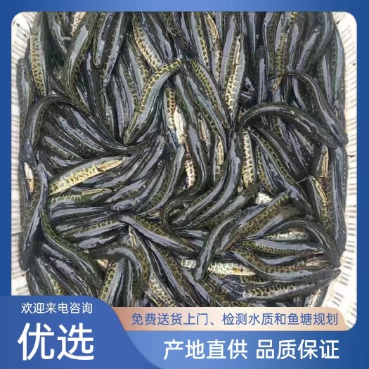 泸州乌鳢苗   【黑乌鱼苗】及白乌鱼苗，大量出售，基地直供