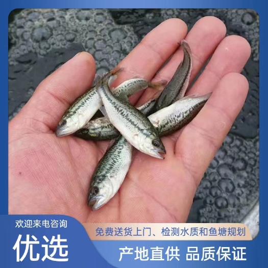 鲈鱼苗体长5~7厘米，送货上门提供技术指导
