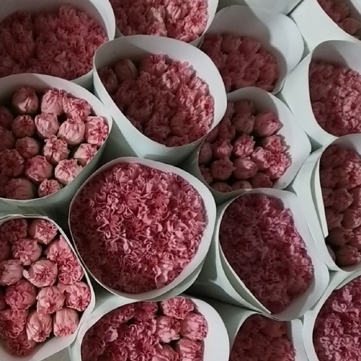 昆明康乃馨粉色，斗南花卉市场批发鲜花，颜色可以混选